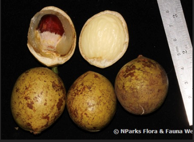 pometia-two