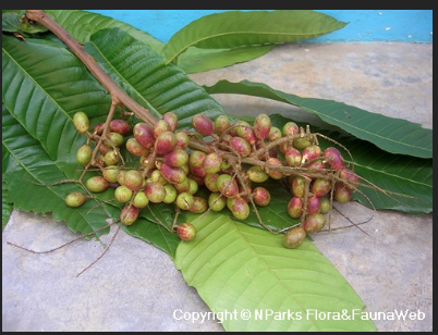 pometia