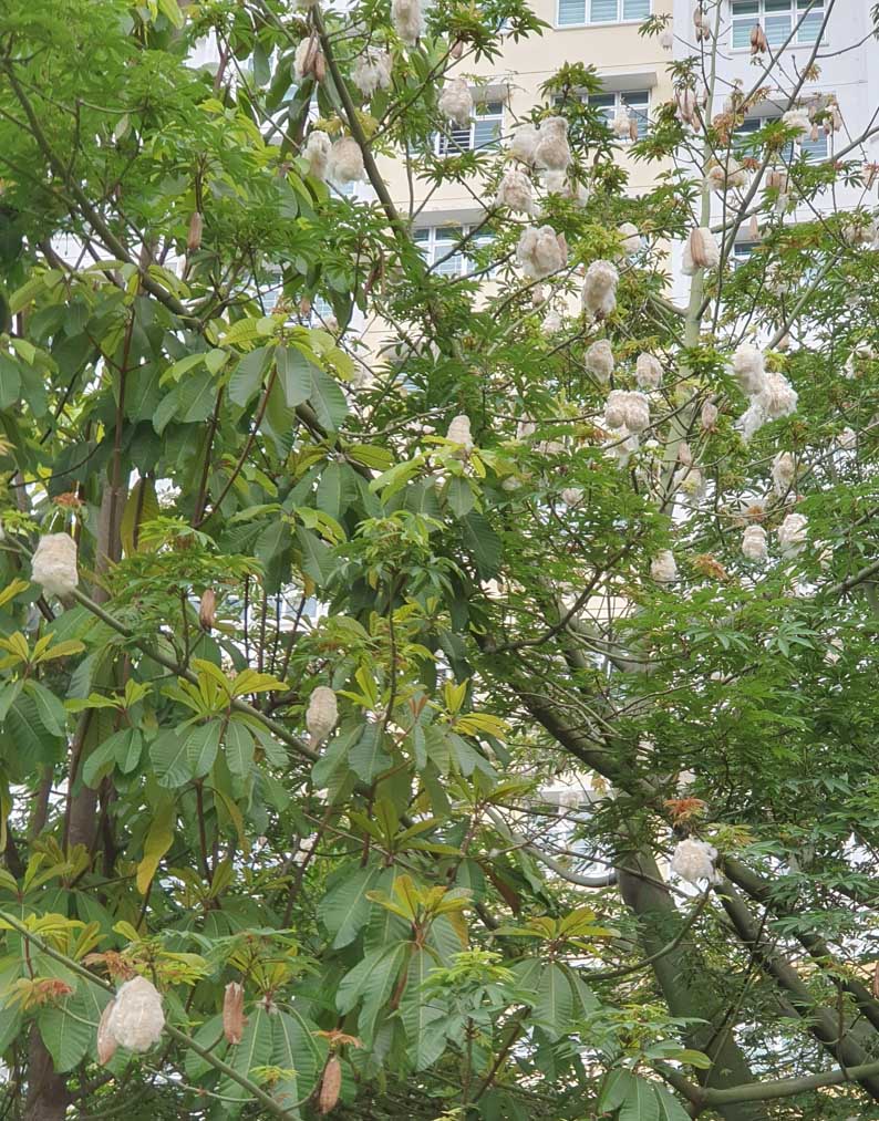 A close-up look at the silky fruits of the tree. The fine, soft, elastic and waterproof floss is used to fill pillows, mattresses and even life jackets.