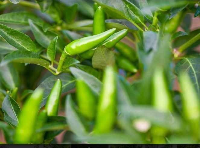 Laksa leaves, chilli and pandan leaves – the must-have Asian cooking ingredients that can be found in the rooftop garden.