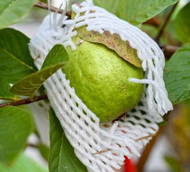 Guava tree laden with fruit in the garden.