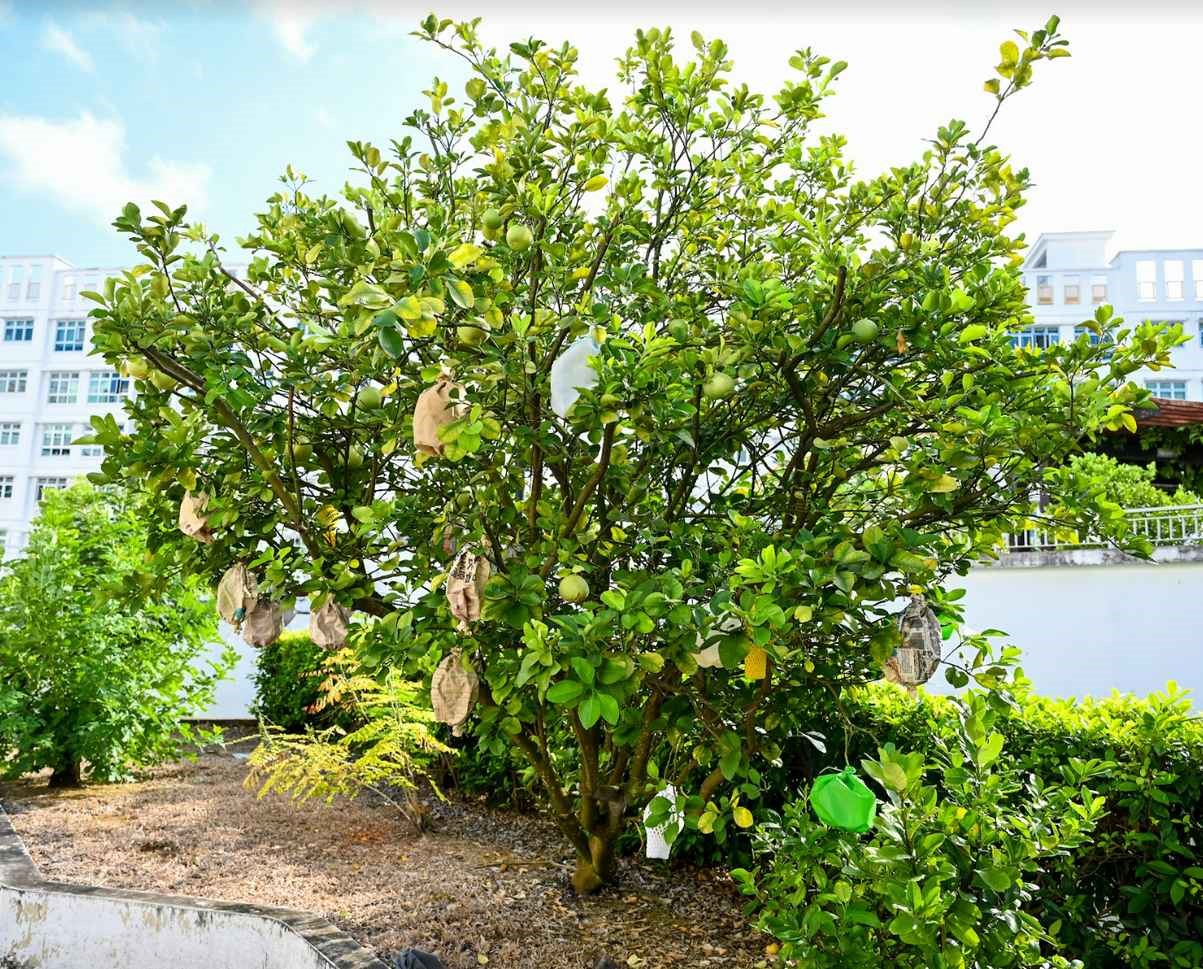 Guava tree laden with fruit in the garden.