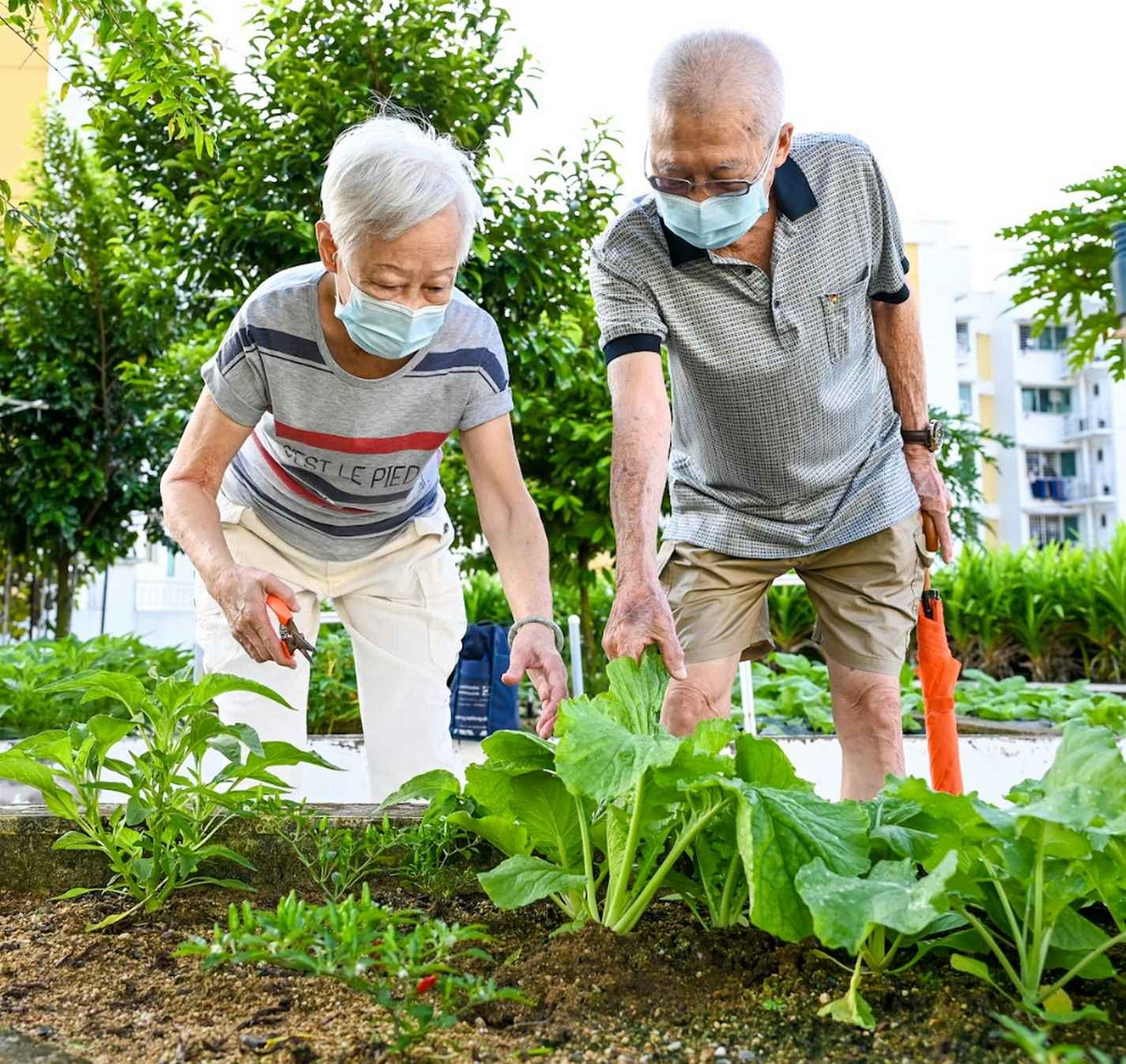 Mr and Mrs Ye are among the volunteers seen daily pottering in the garden.