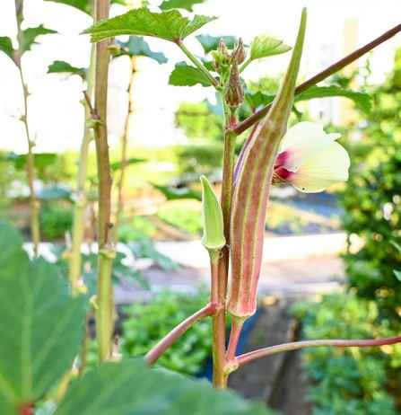 okra