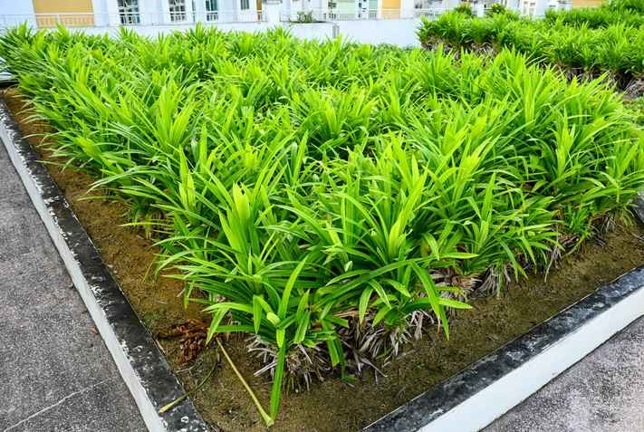 Laksa leaves, chilli and pandan leaves – the must-have Asian cooking ingredients that can be found in the rooftop garden.