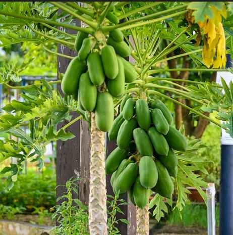 papaya