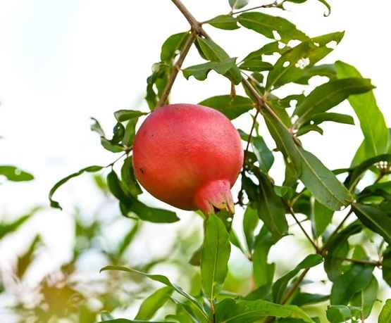 pomegrante