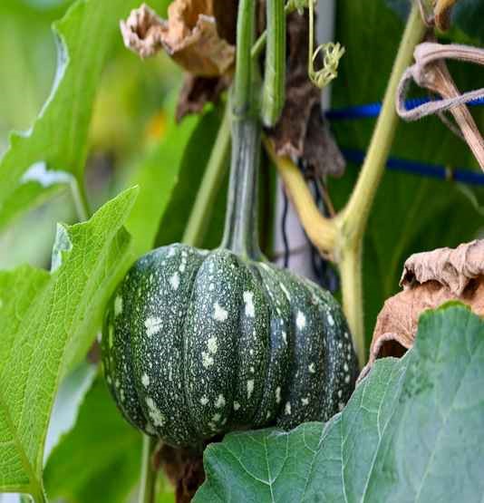 Pumpkin, xiao bai cai and white brinjal flourish in the lush garden.