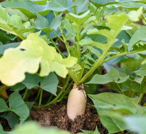 radish (1)
