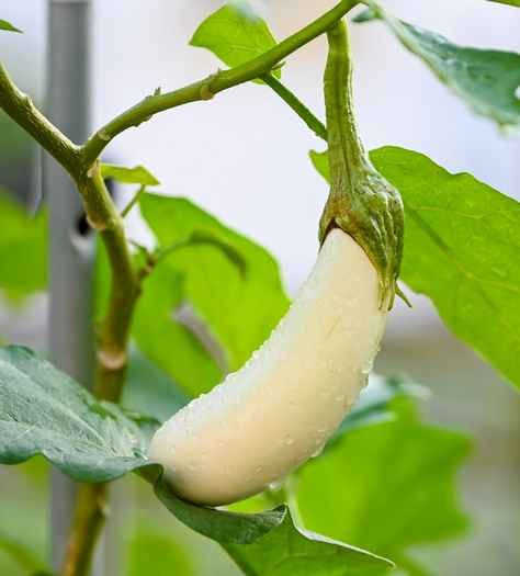 Pumpkin, xiao bai cai and white brinjal flourish in the lush garden.