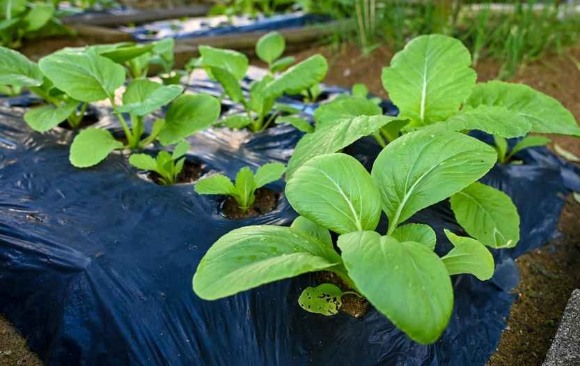 Pumpkin, xiao bai cai and white brinjal flourish in the lush garden.