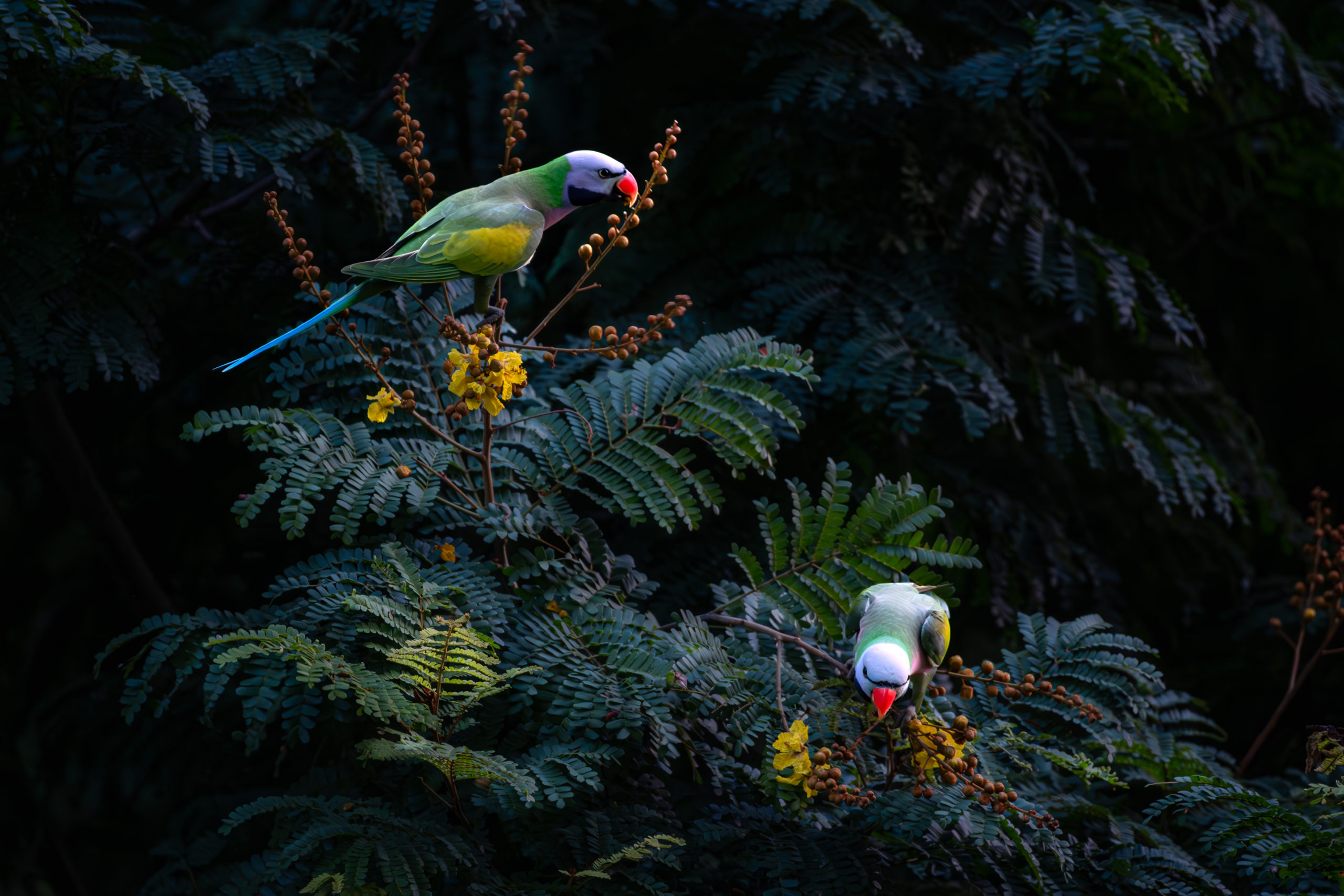 Goh Juan Yap (Keat Hong) surprises with his colourful parakeets, enjoying some fruits on a tree.
