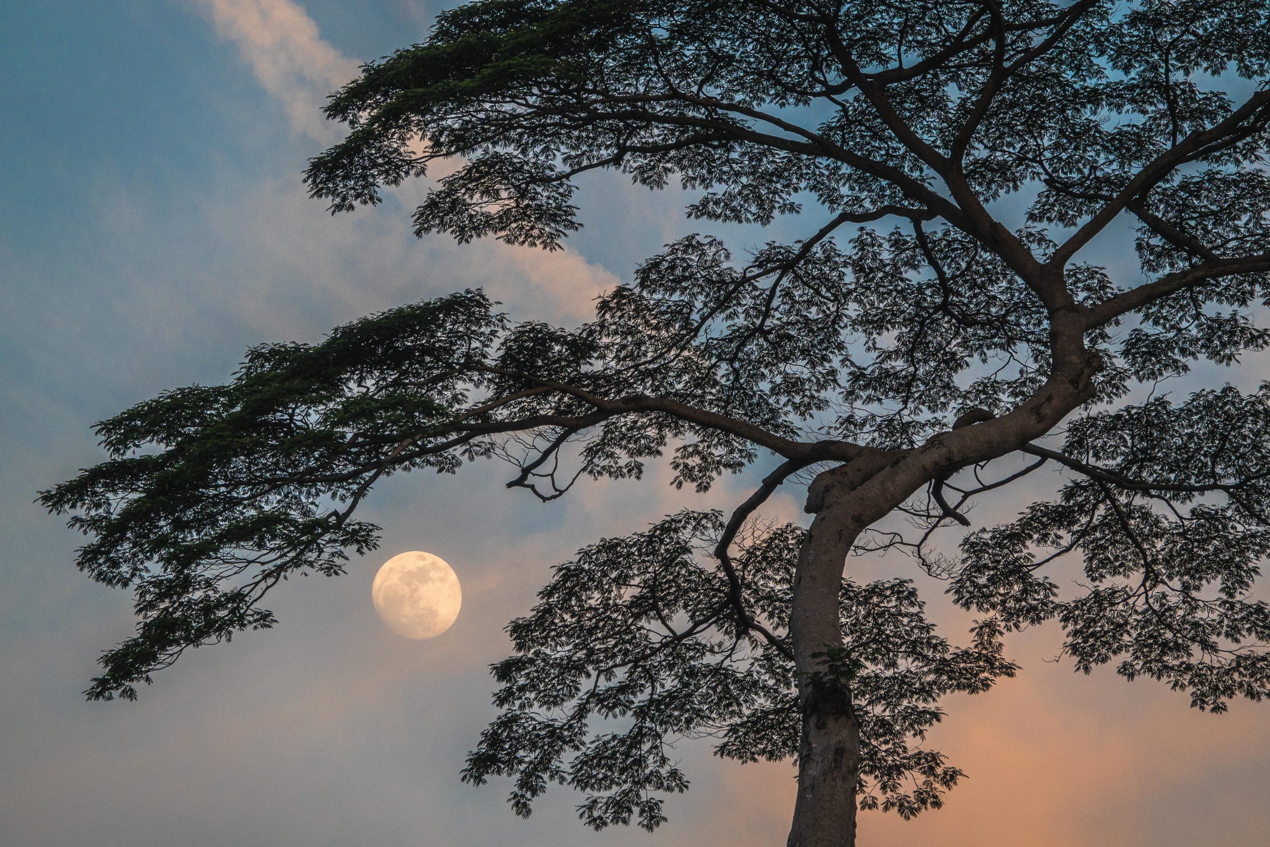 Leong Chee Kong (Bukit Gombak) captivates with his view of the moon rising and peeking through the tree in Goodview Gardens.
