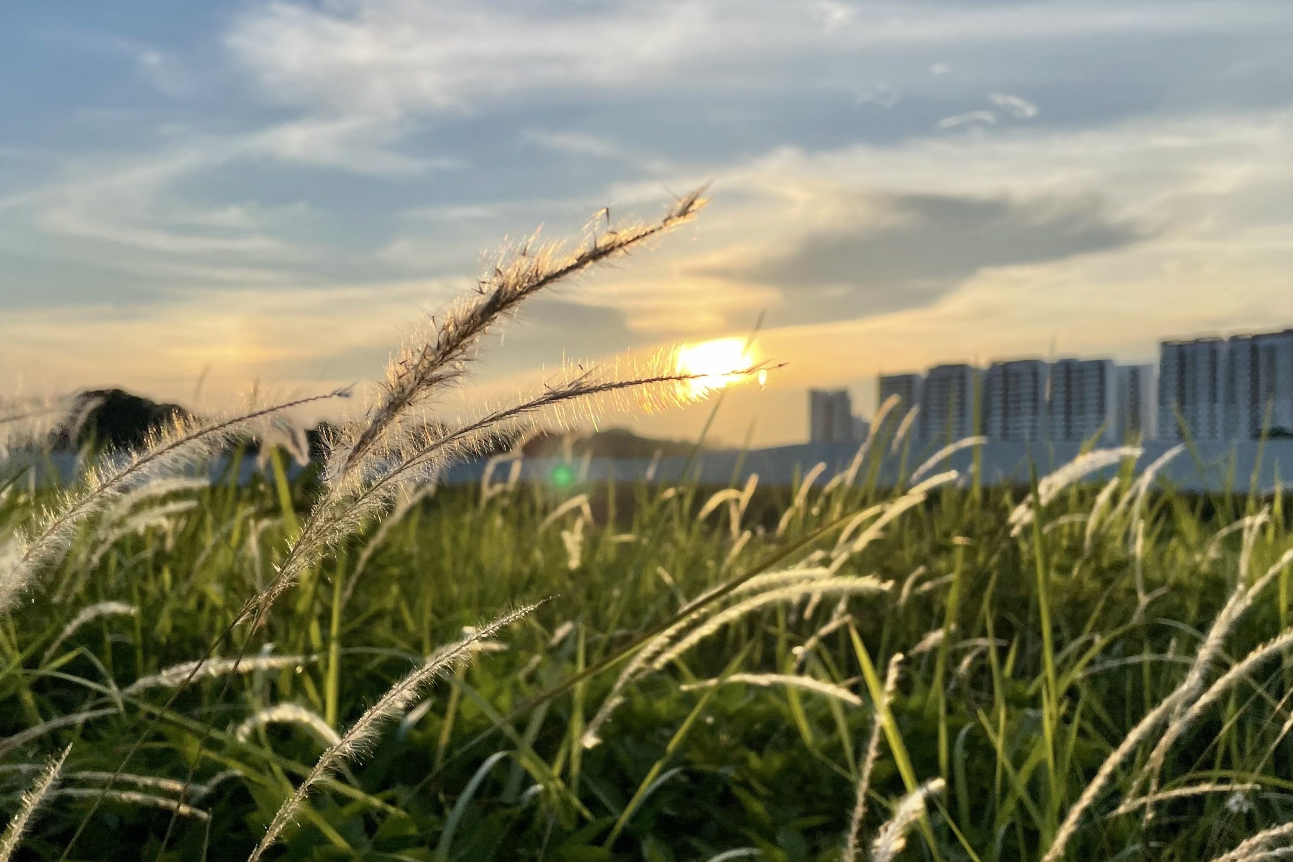 Graceful lalangs against Brickland’s Keat Hong Colours estate in the backdrop is Chua Chu Kang estate’s Carlo G. Palma’s contribution for July.