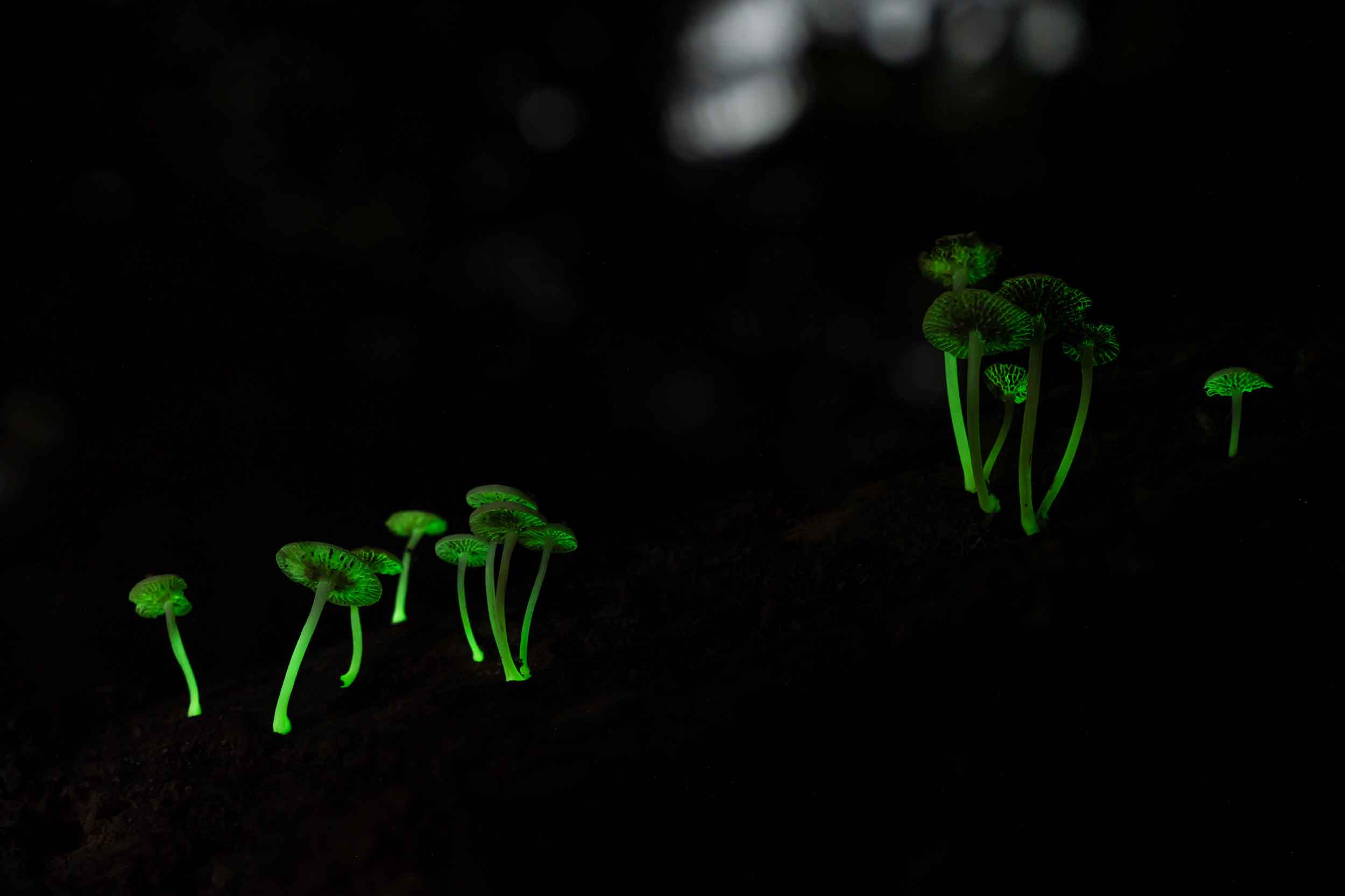 Glow-mushrooms-2
