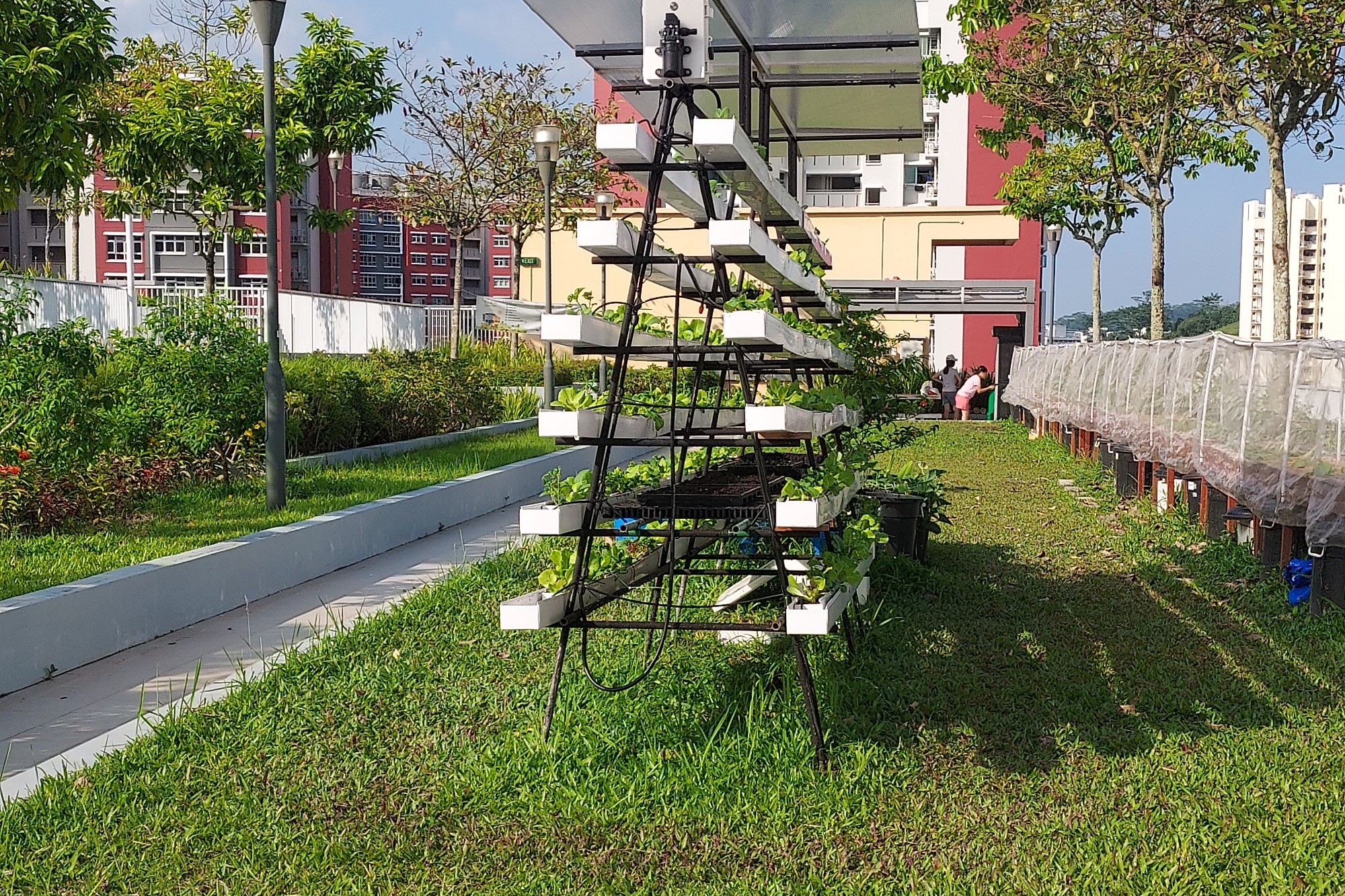 Explore the rooftop community garden in West Ridges at Block 440, Bukit Batok West Avenue 8 (above) or admire the colourful edible fruits and vegetables (see below) growing at Block 489, Choa Chu Kang Avenue 5 in Sunshine Gardens.