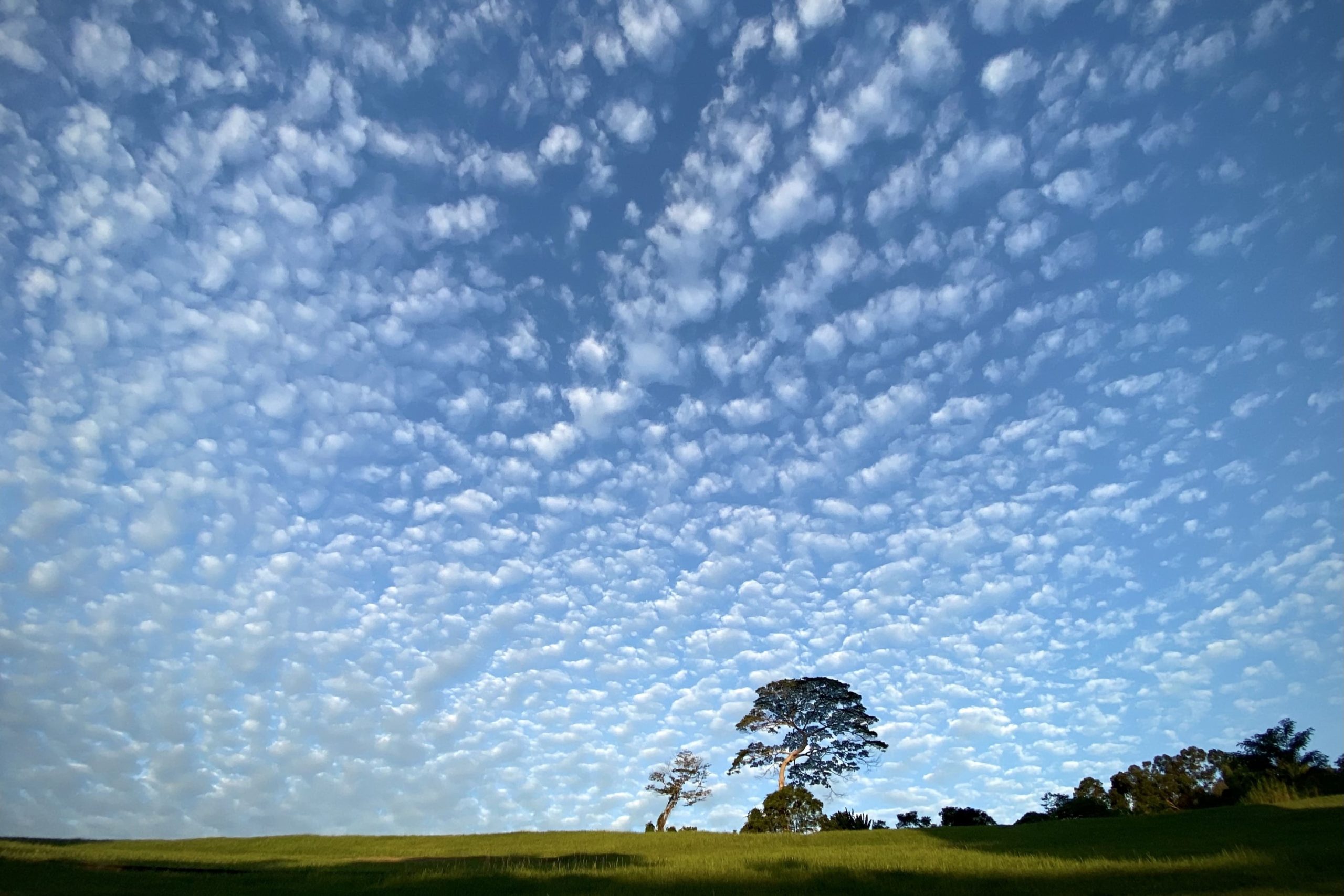 The month of April is framed by fluffy white clouds over the iconic trees at Goodview Gardens taken by Bukit Gombak’s Lim Chiat Cheong.
