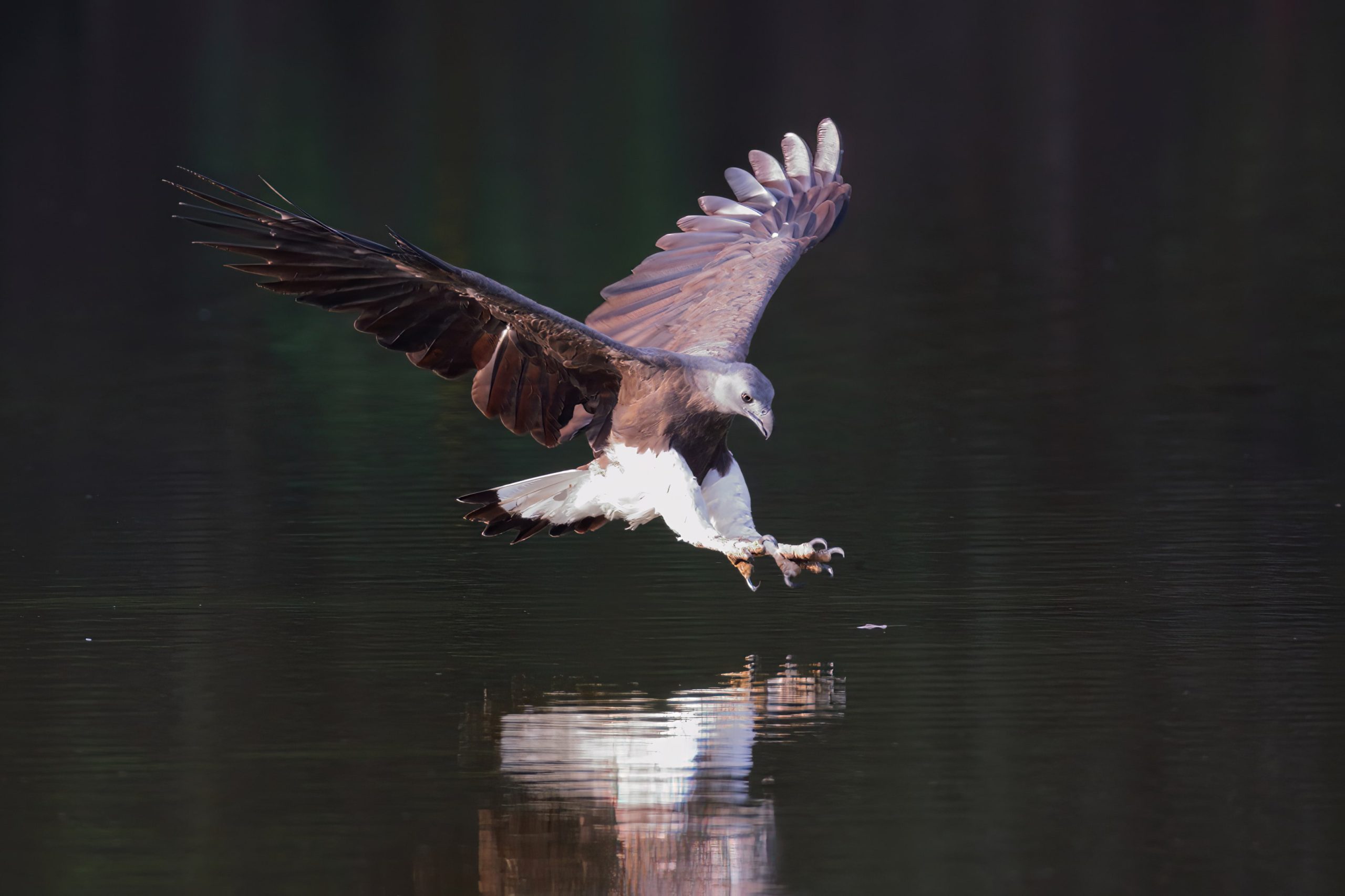 Bukit Gombak’s Myron Tay’s majestic shot of a bird of prey closes the year in December.