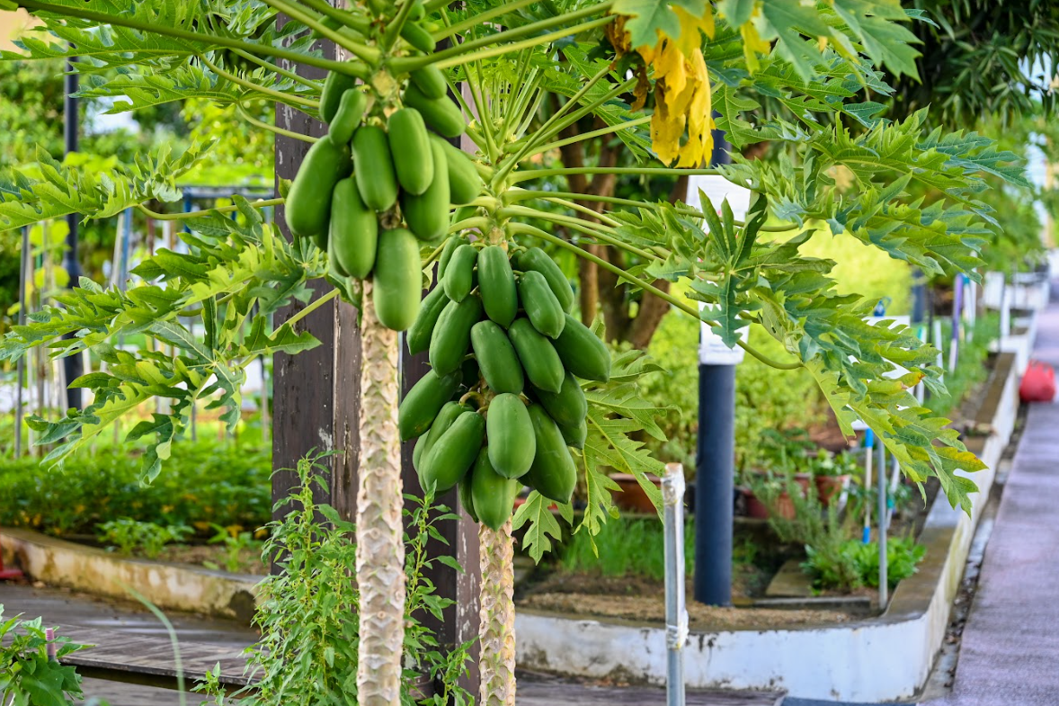Papaya