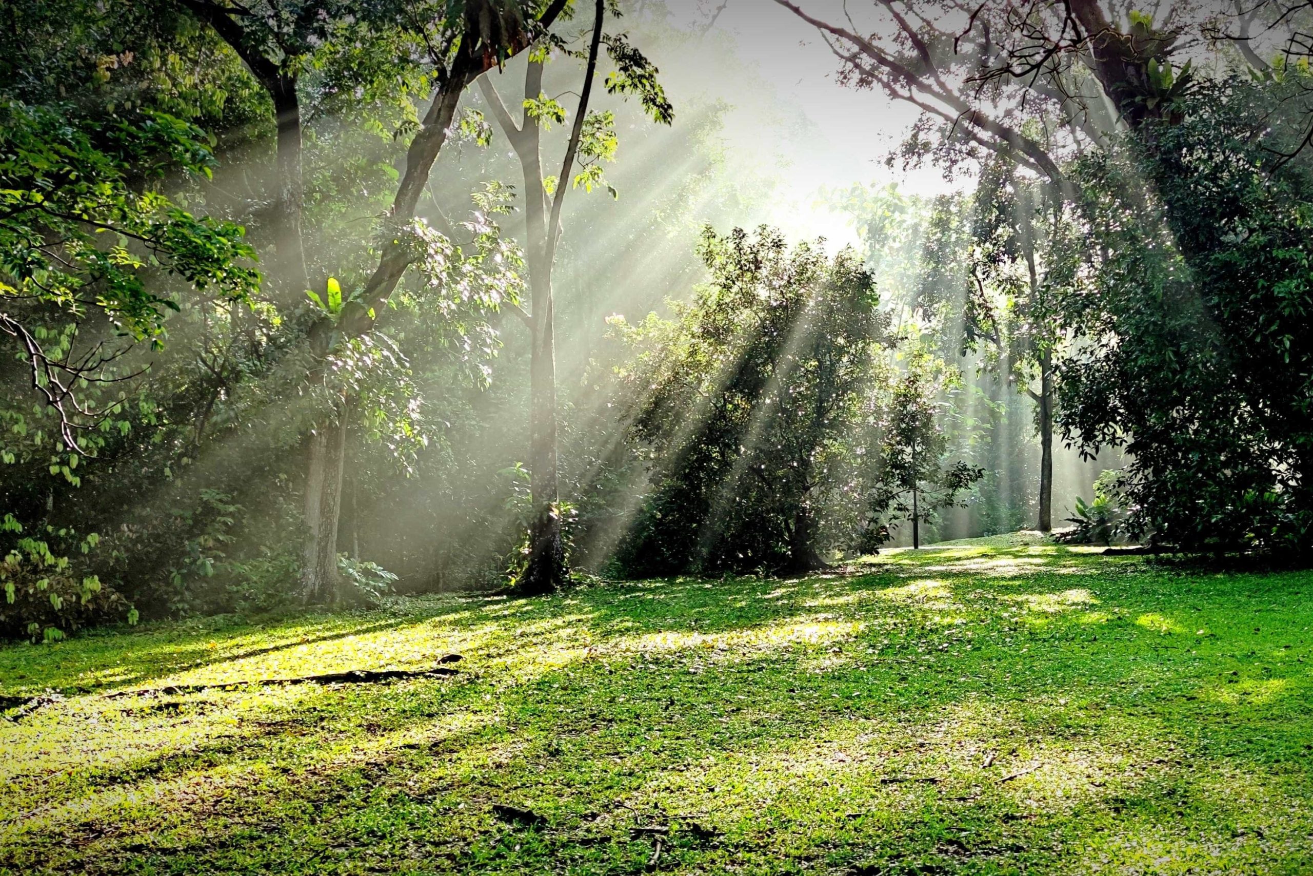 Magical sunlight through the foliage in Bukit Batok Nature Park is Bukit Gombak’s Teo Lee Kiang’s contribution for November.