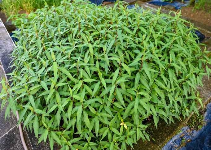 Laksa leaves, chilli and pandan leaves – the must-have Asian cooking ingredients that can be found in the rooftop garden.