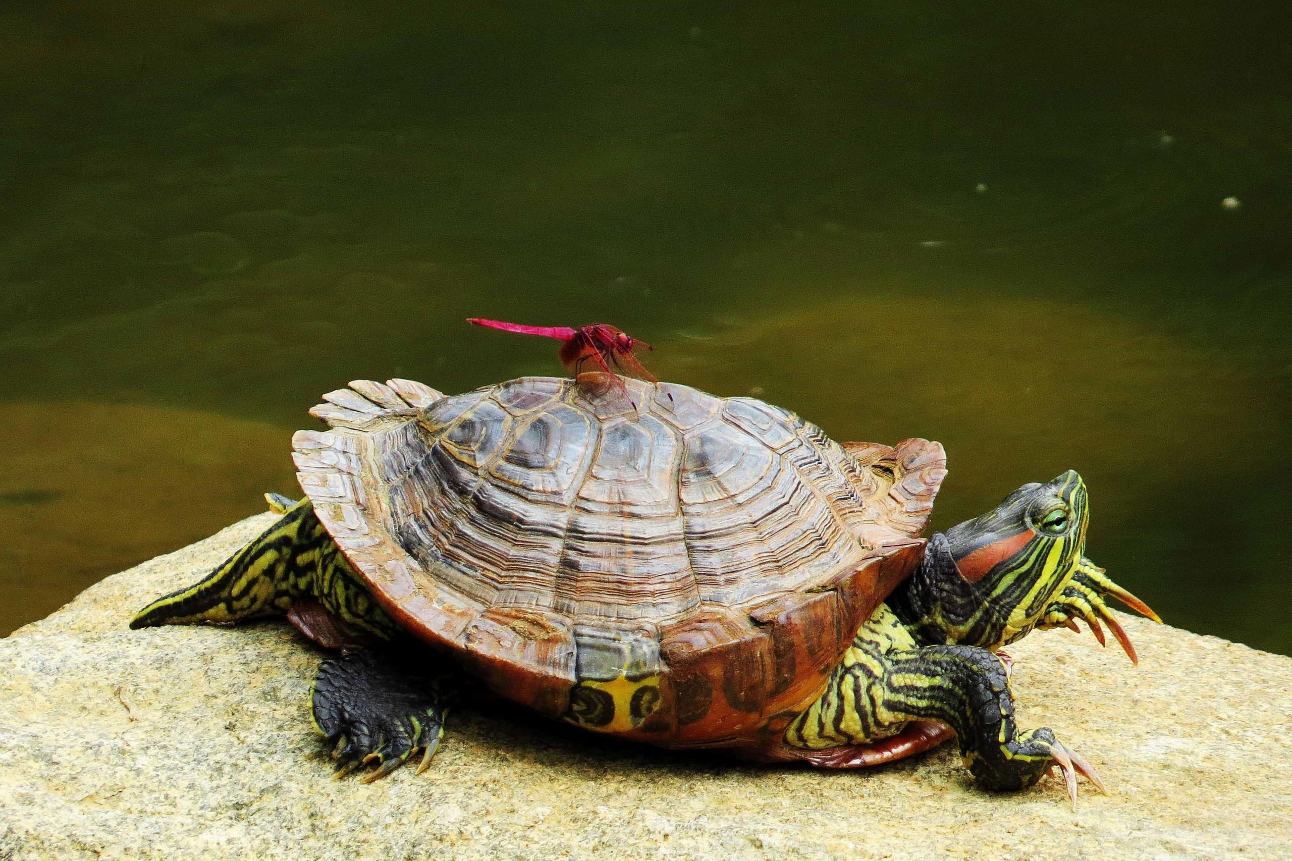 Hong Kah North resident Foong Thai Kwong took this charming photo of a red dragonfly resting on a terrapin in Little Guilin.