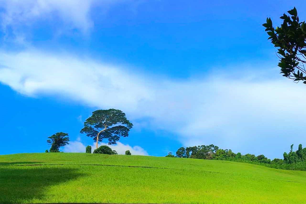 Goodview Gardens looks so pastoral when captured by Brickland resident Kang Qiang.