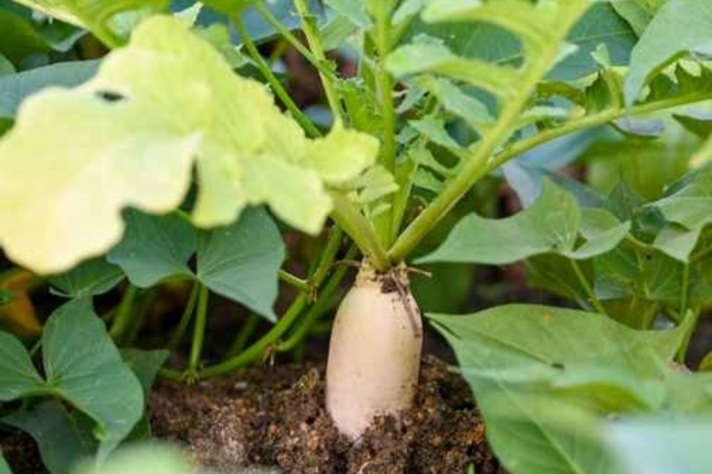 radish (1)